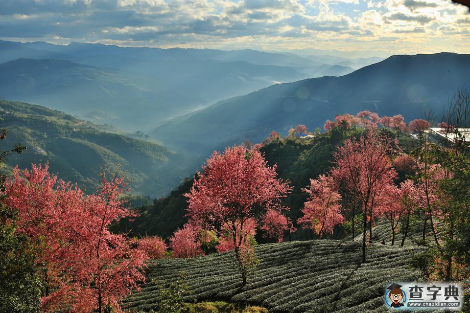 中國最早的春天---無量山“櫻花谷