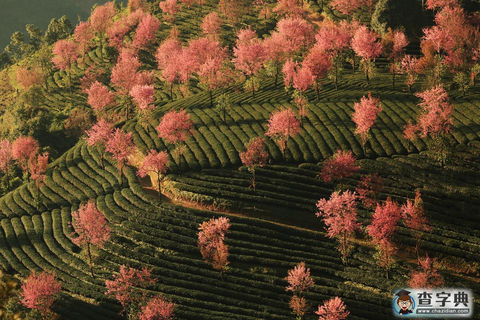 中國最早的春天---無量山“櫻花谷